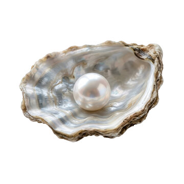 Shiny white pearl inside an open oyster shell isolated on transparent background
