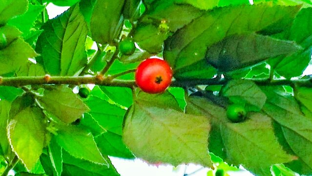 cherry fruit on a leaf