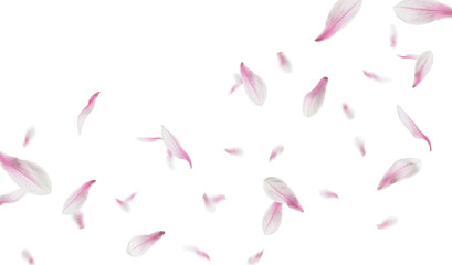 Fototapeta premium Pink magnolia petals flying in air against white background