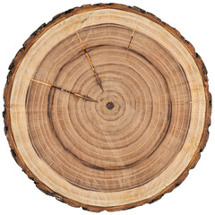 Obraz premium Close up of a circular tree trunk cross section showing annual growth rings and natural wood grain texture isolated on white background