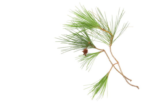 Conifer twig with green leaves isolated on white background, top view