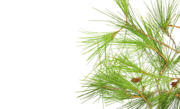 Conifer twig with green leaves isolated on white background, top view
