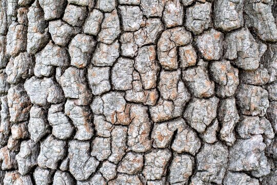 Close up of rough tree bark texture