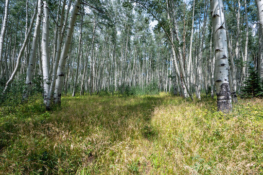 Path through Aspen Trees in Flat Tops Wilderness, Colorado on sunny summer afternoon.