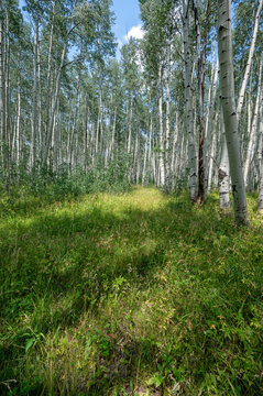 Path through Aspen Trees in Flat Tops Wilderness, Colorado on sunny summer afternoon.