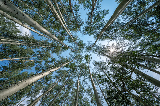 Upward view of Aspen Tree canopy in Flat Tops Wilderness, Colorado on sunny summer afternoon