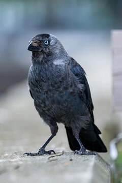 Jackdaw standing on the ground and tilting its head