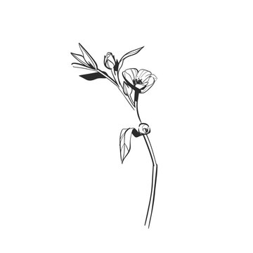 Hand Drawn Floral and Botanical Line Art Vector Set, Elegant Flowers and Leaves, Minimalist Outline Illustrations, Decorative Elements for Wedding, Branding, Invitations and Graphic Design