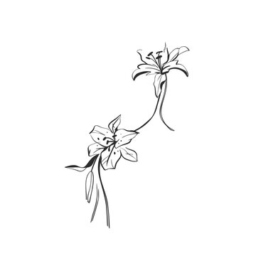 Hand Drawn Floral and Botanical Line Art Vector Set, Elegant Flowers and Leaves, Minimalist Outline Illustrations, Decorative Elements for Wedding, Branding, Invitations and Graphic Design