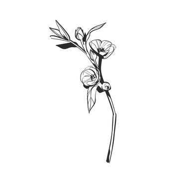 Hand Drawn Floral and Botanical Line Art Vector Set, Elegant Flowers and Leaves, Minimalist Outline Illustrations, Decorative Elements for Wedding, Branding, Invitations and Graphic Design