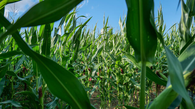 Green corn plants growing in an agricultural field, showing healthy crop development and seasonal farming landscape under natural conditions