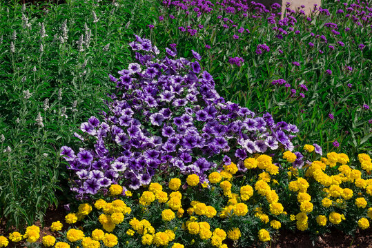 Beautiful formal garden flower beds with purple and yellow flowers