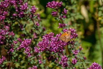 Gatekeeper butterfly sitting on wild flowers in a summer meadow. © Golden Shark