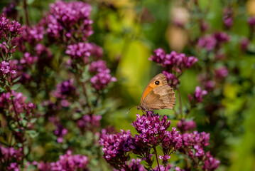 Gatekeeper butterfly sitting on wild flowers in a summer meadow. © Golden Shark