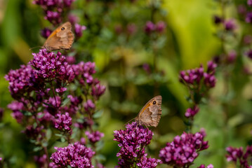 Gatekeeper butterfly sitting on wild flowers in a summer meadow. © Golden Shark