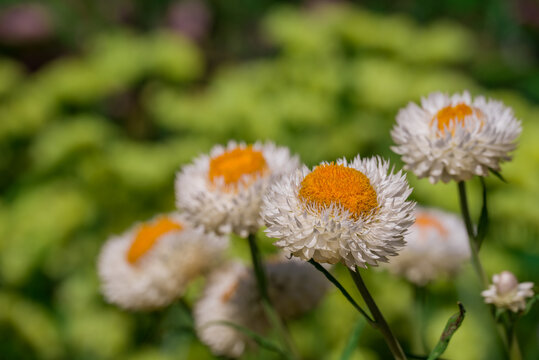 Butterflies on burgundy strawflowers in a summer garden