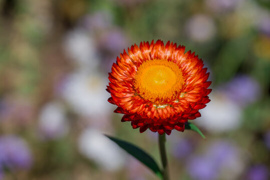 Butterflies on burgundy strawflowers in a summer garden