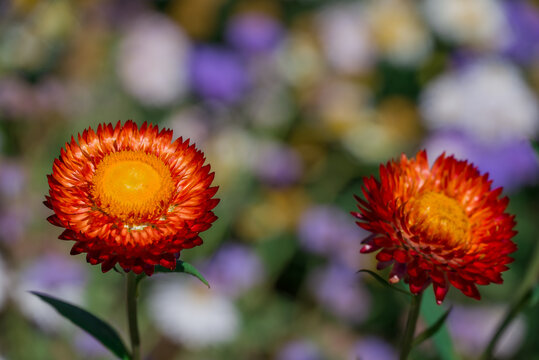 Butterflies on burgundy strawflowers in a summer garden