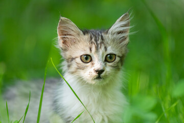 A small cat is walking on the grass © Daniel
