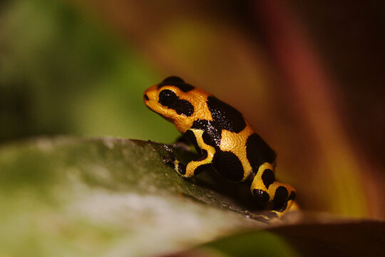 Close-up of a Mimic poison frog (Ranitomeya imitator) of the local morph "Intermedius" sitting on a bromelia leaf