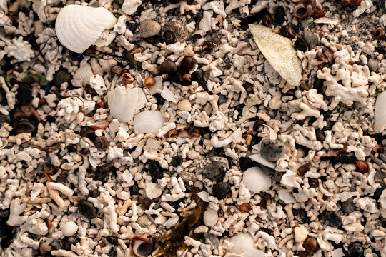 detail of shells on the beach background
