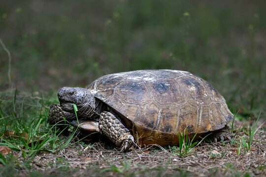 Gopher Tortoise on the grass