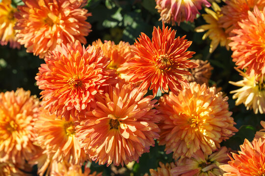Orange double chrysanthemum, garden mum flowers and unopened buds blooming in a sunny autumn garden. Beautiful seasonal floral landscape in botanical park. Plant breding, gardening, cultivation