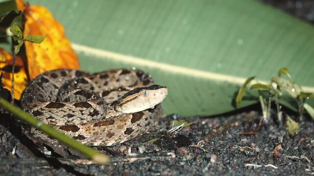 Venomous fer-de-lance pit viper snake hunting at night