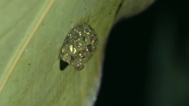 Glass frog eggs developing on a tropical leaf in a rainforest