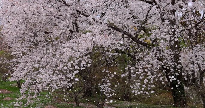 桜吹雪