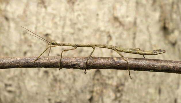 Camouflaged Stick Insect Resting on Twig