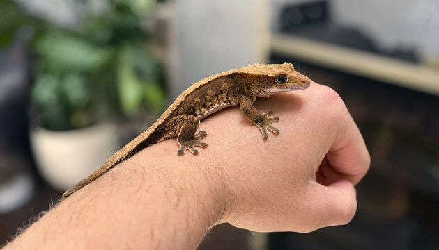Brown Gecko Perched on Hand with Tail Along Wrist