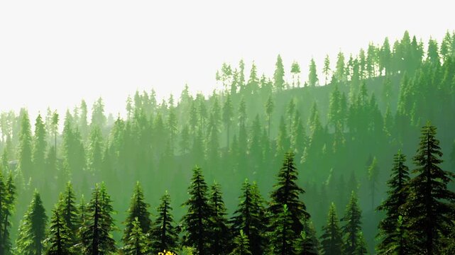 Tall trees cover a mountainside in a forest. Sunlight shines through the foliage creating shadows on the ground. The scene captures the beauty of nature during daylight hours.