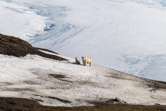 Polar bear with cub