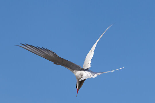 Arctic Tern