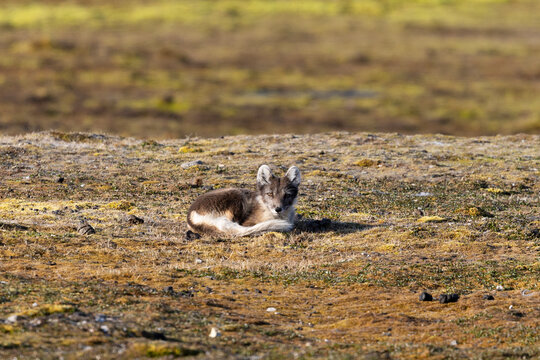 Arctic Fox