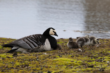 Barnacle goose with goslings  © Sondre 