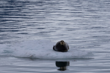 Fototapeta premium Bearded seal