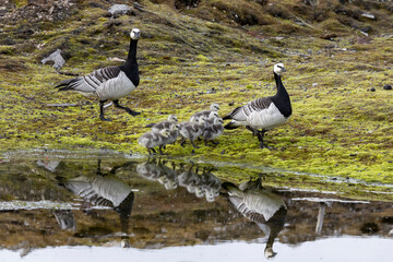 Barnacle goose with goslings  © Sondre 