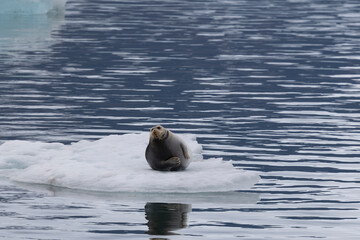 Fototapeta premium Bearded seal