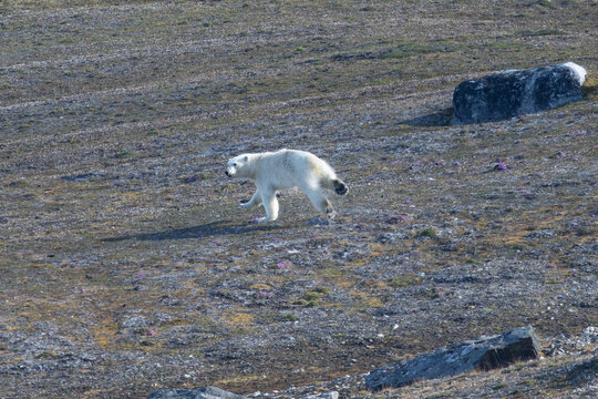 Polar bear running