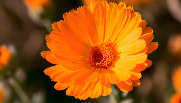 Vibrant orange desert marigold blooms against a plain backdrop