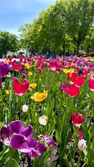 Tulipes © Lydia