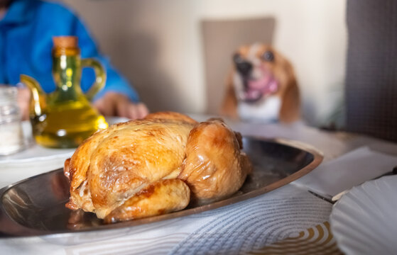Thanksgiving Day Roasted whole chicken on table as hungry pet dog watching with the tongue out 