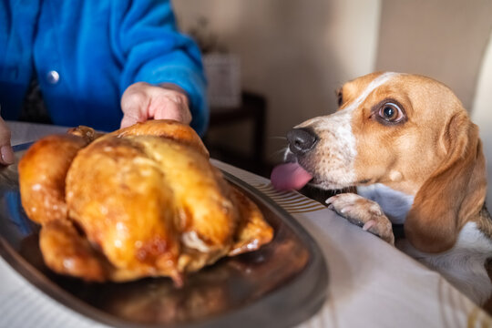 Hungry beagle dog begging with cute eyes at a roasted chicken on Thanksgiving Day 