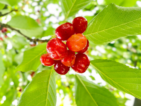 Cherry fruits hang on a tree branch under clear sky in a sunny day