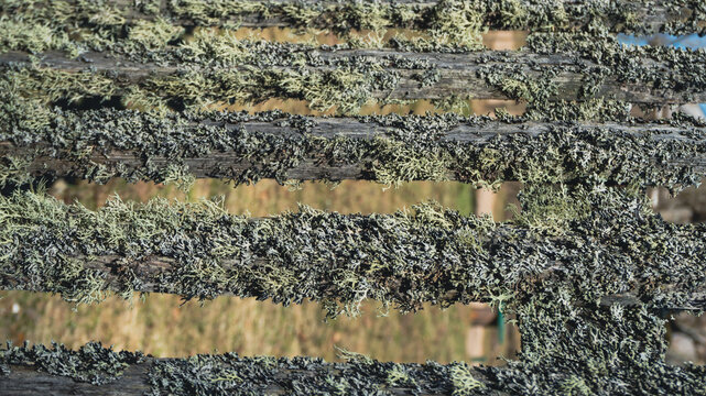 Old wooden fence covered with green and grey moss and lichen