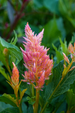 Shimmer celosia flowers blooming in an outdoor garden.