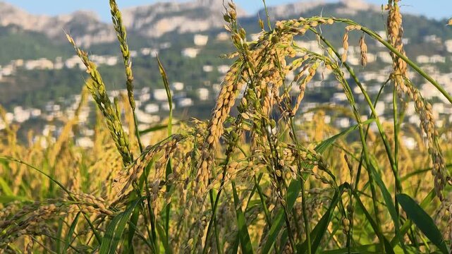 Golden Bomba rice ears are shown in close up with a blurred mountain village in the background. This highlights the agricultural practices in Orihuela, Alicante, Spain.