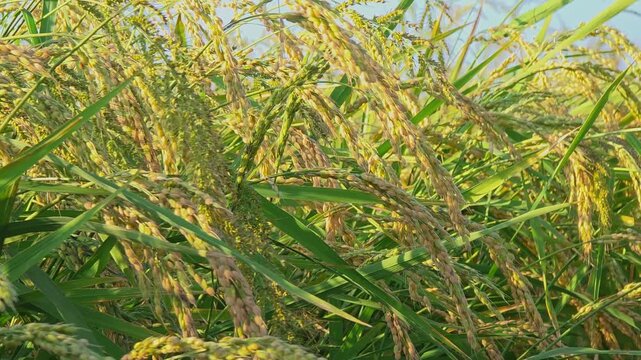 Ripe Bomba rice ears sway gently on green stalks in an organic rice field at Marjal de Pego Oliva Natural Park. Harvest season brings vibrant colors and textures.
